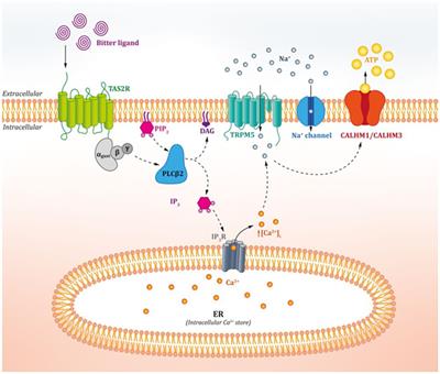 Bitter taste receptors along the gastrointestinal tract: comparison between humans and rodents